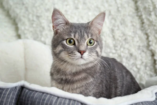 Şirin kedi yumuşak evde beslenen hayvan yatak — Stok fotoğraf