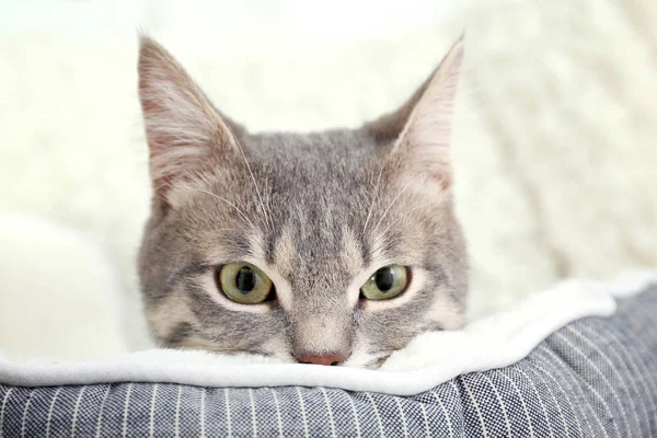 Şirin kedi yumuşak evde beslenen hayvan yatak — Stok fotoğraf