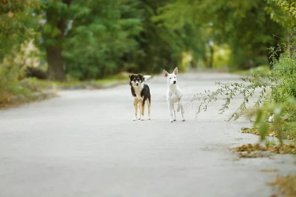Stray dogs walking — Stock Photo, Image