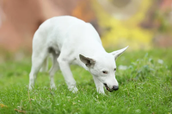 Stray dog walking — Stock Photo, Image