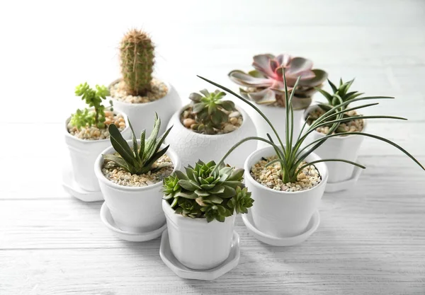 Green Succulents di meja abu-abu — Stok Foto