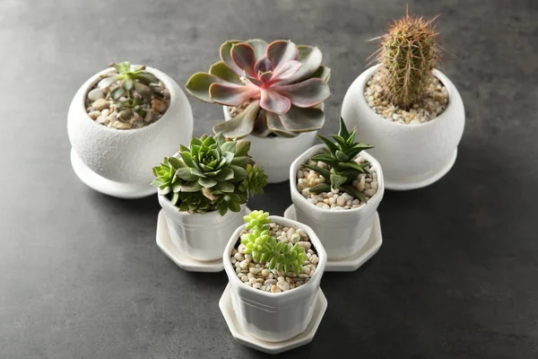 그린 Succulents 회색 테이블에 — 스톡 사진