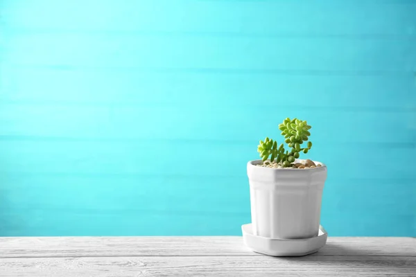 Pot with green succulent — Stock Photo, Image