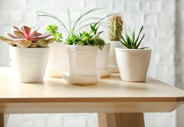 Pot dengan succulents di atas meja — Stok Foto
