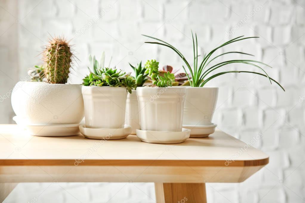Pots with succulents on table 