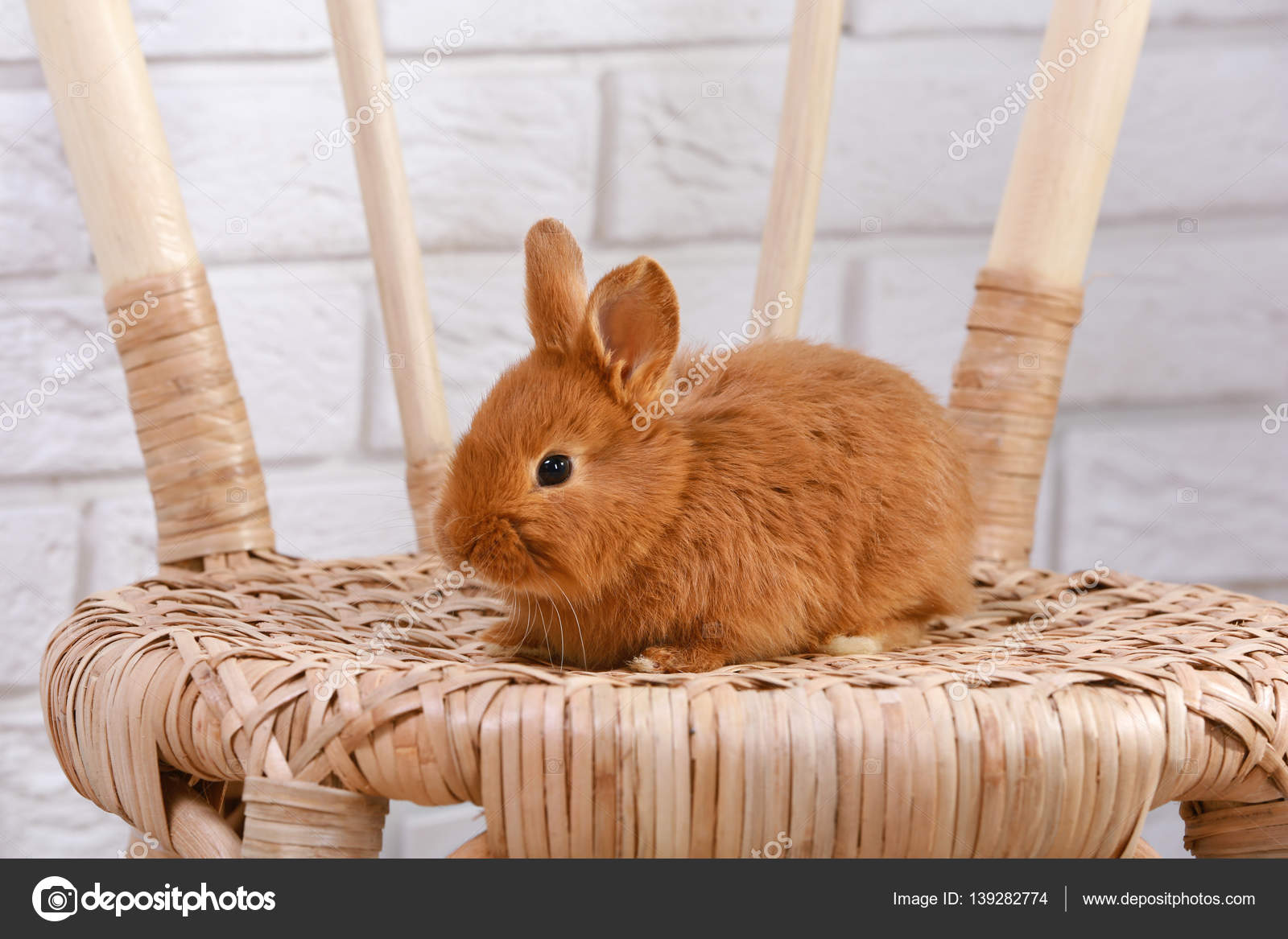 Mignon Lapin Drole Image Libre De Droit Par Belchonock C