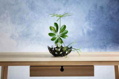 güzel bitki aranjman