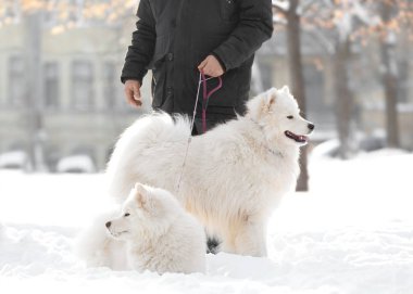 Samoyed köpek sahibi ile