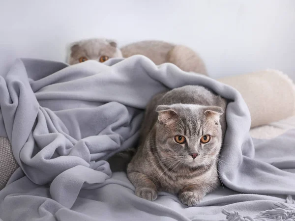 Lindo gato divertido acostado en cuadros — Foto de Stock