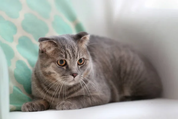 Şirin kedi koltukta yalan — Stok fotoğraf