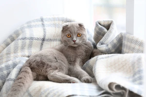 Lindo gato acostado en ventana alféizar — Foto de Stock