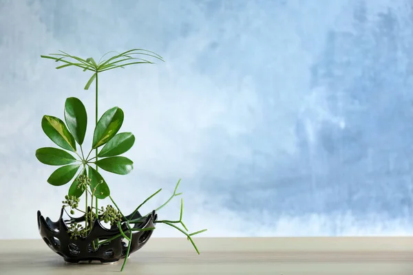 Beautiful Plants arrangement — Stock Photo, Image