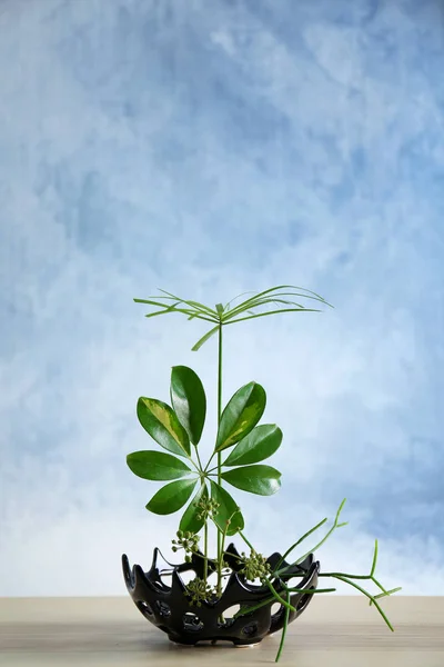 Beautiful Plants arrangement — Stock Photo, Image