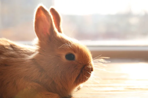 Милый смешной кролик — стоковое фото