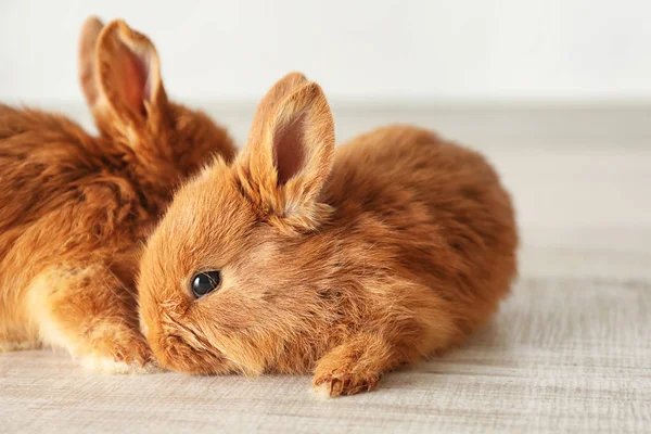 Lindos conejos divertidos — Foto de Stock