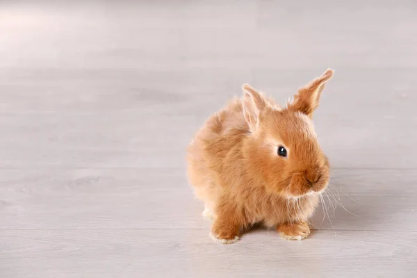 Lindo conejo divertido — Foto de Stock