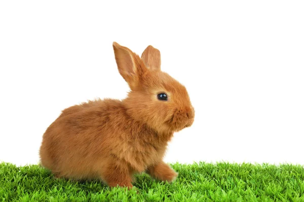 Cute funny rabbit — Stock Photo, Image