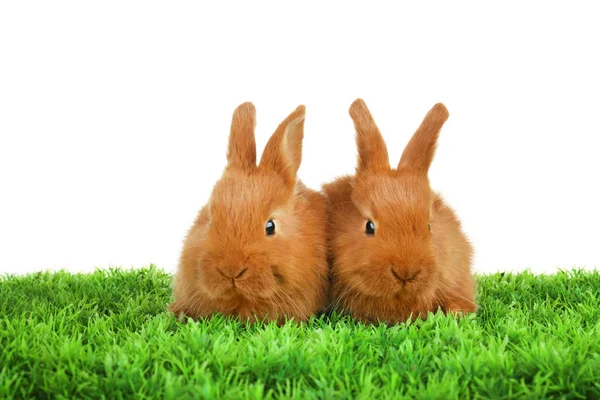 Cute funny rabbits — Stock Photo, Image