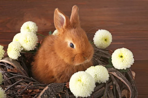 Cute funny rabbit — Stock Photo, Image