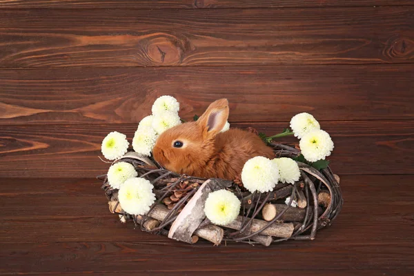 Roztomilý králík legrační — Stock fotografie