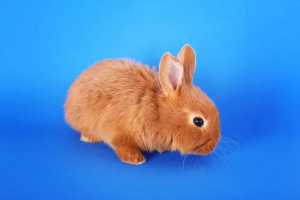 Lindo conejo divertido — Foto de Stock