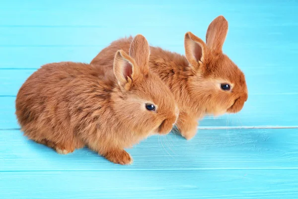 Гарненька кроликів смішні — стокове фото