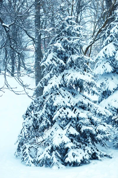 雪に覆われたモミの木 — ストック写真