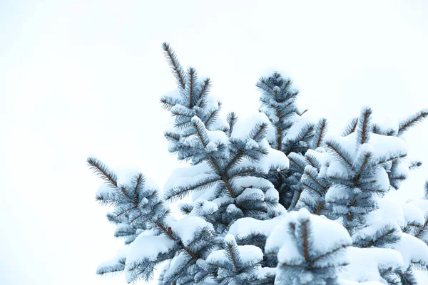 Fir grenar täckta med snö — Stockfoto
