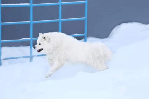 Cute samoyed dog — Stock Photo, Image