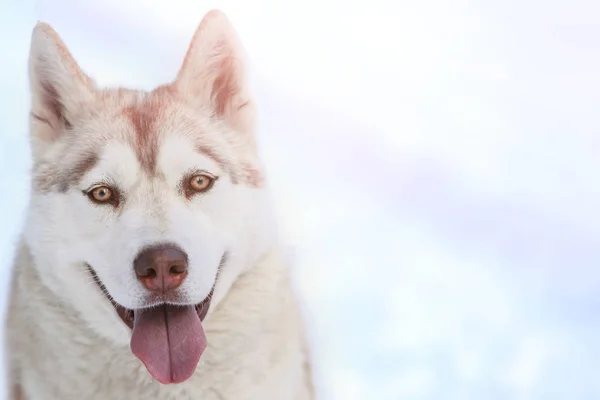 Happy Siberian husky — Stock Photo, Image