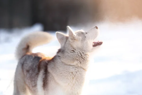 Glad siberian husky — Stockfoto