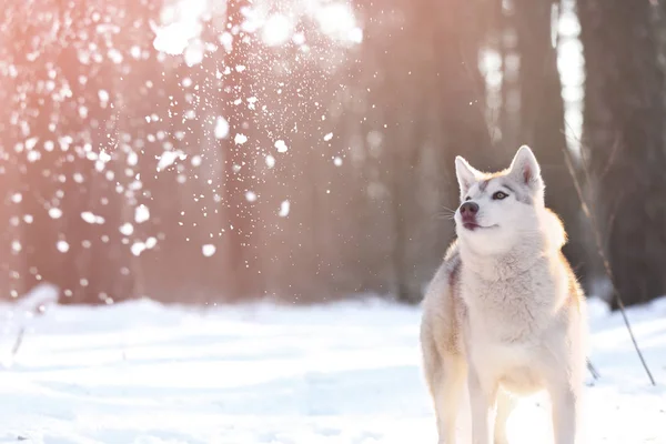 Glad siberian husky — Stockfoto