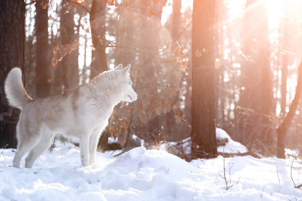 Happy Siberian husky outdoors in winter forest