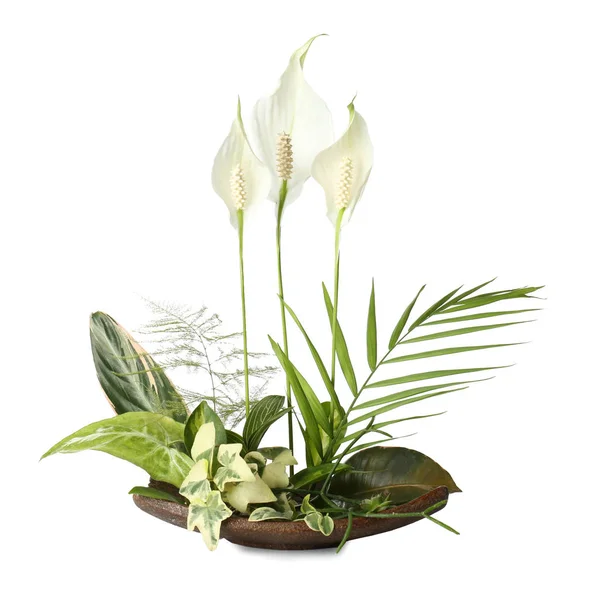 Beautiful Plants arrangement — Stock Image Beautiful Plants arrangement Royalty Free Stock Photos
