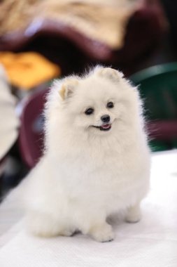 Şirin kabarık spitz