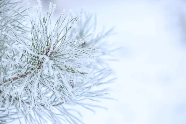 Encantador congelado ramos — Fotografia de Stock