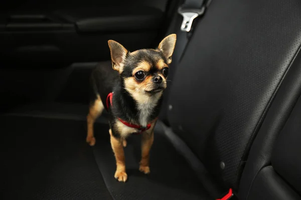 Собака сидит в автомобильном кресле — стоковое фото