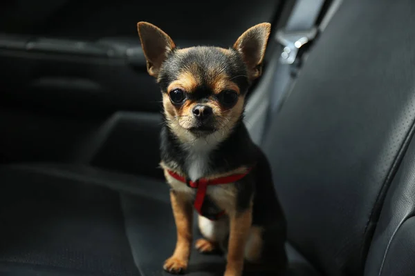 Cão sentado em um assento de carro — Fotografia de Stock