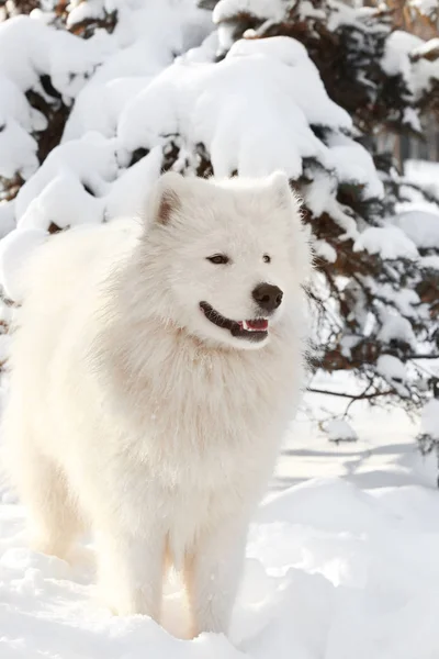 Sevimli samoyed köpek — Stok fotoğraf