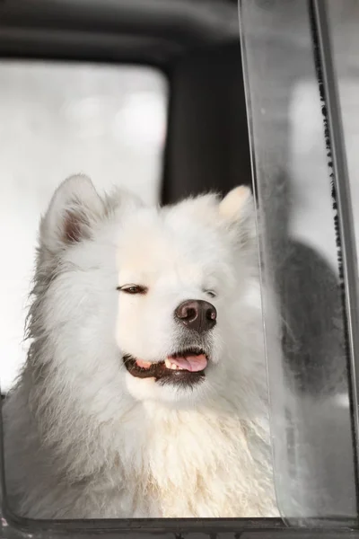 Cute samoyed dog — Stock Photo, Image