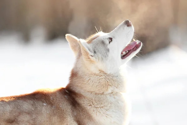 Glücklicher sibirischer Husky — Stockfoto