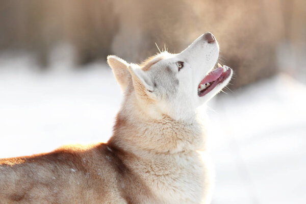 Happy Siberian husky on walk in winter park