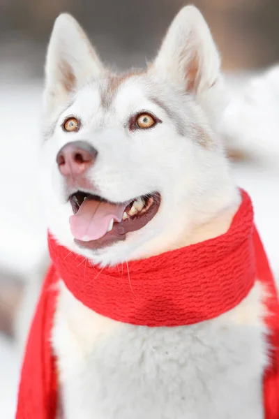 Mutlu siberian dış yapraklar — Stok fotoğraf