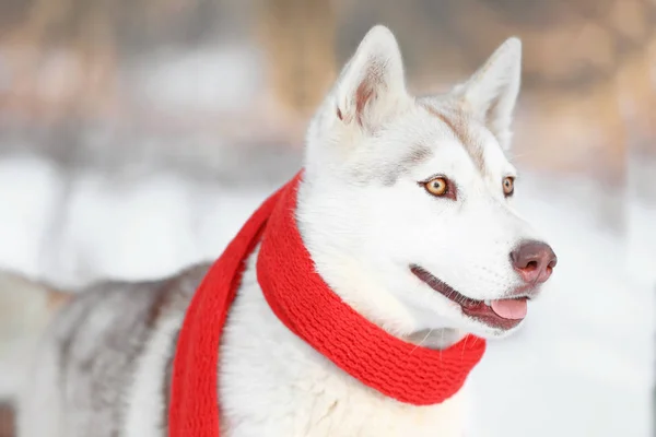 Feliz Husky siberiano —  Fotos de Stock