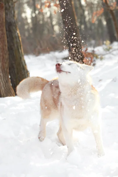 Glücklicher sibirischer Husky — Stockfoto