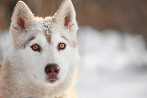Gelukkig Siberische husky — Stockfoto