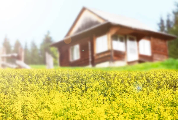 Beautiful spring flowers — Stock Photo, Image