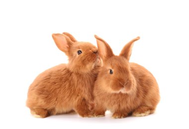 Şirin komik tavşan