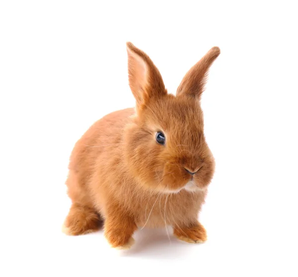น่ารักตลกกระต่าย — ภาพถ่ายสต็อก