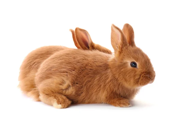 Cute funny rabbits — Stock Photo, Image